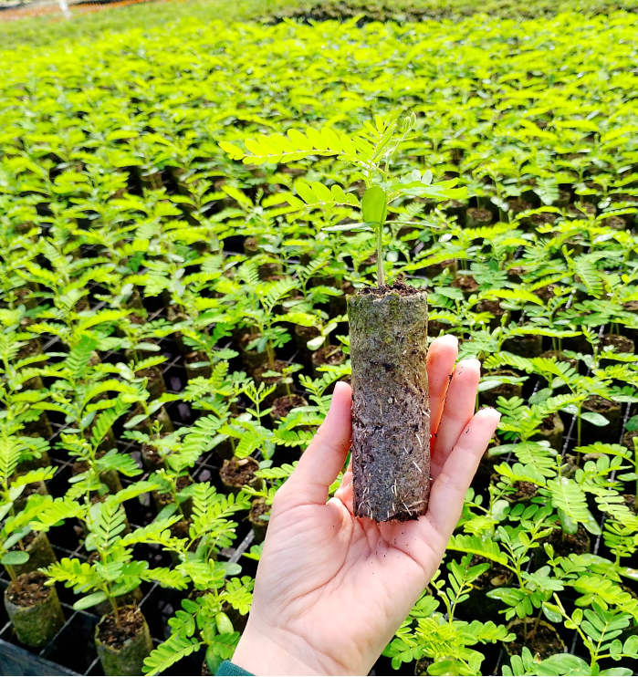 Reflorestamento AGROMIG